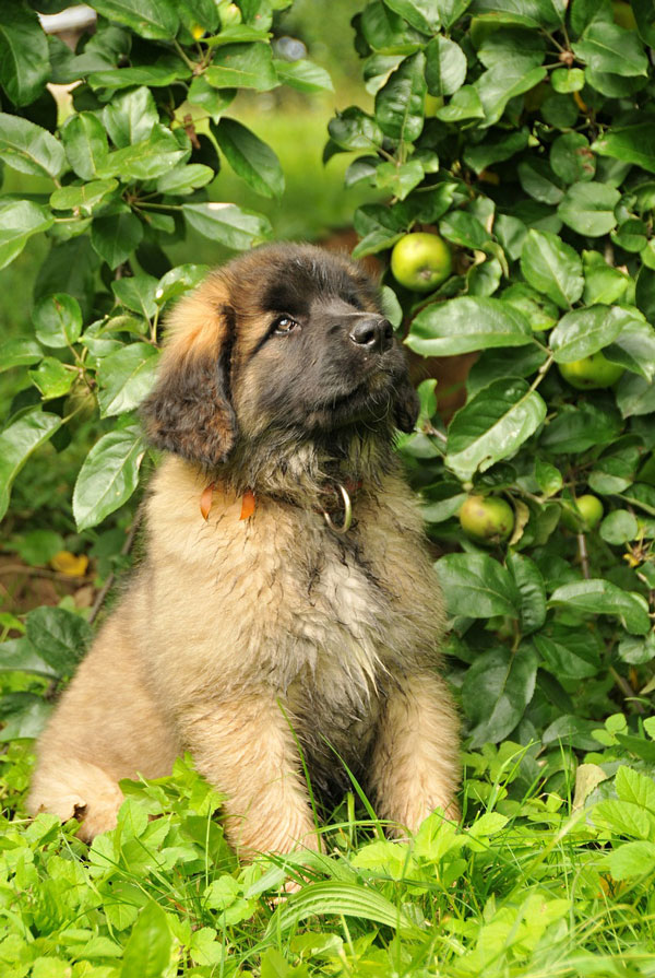Accueillir un chiot Leonberg