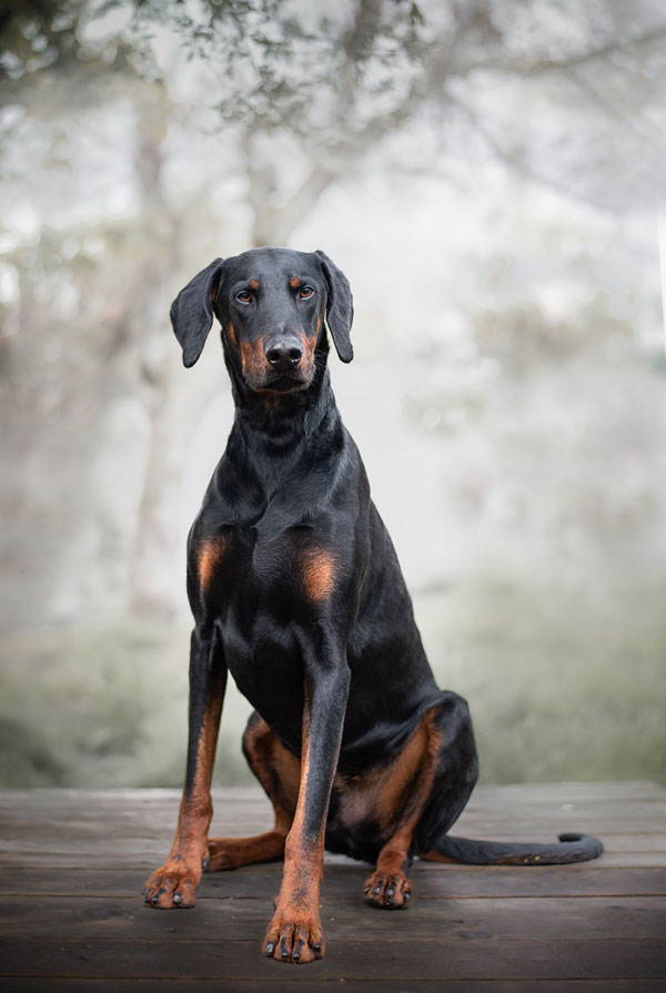 Accueillir un chiot Pinscher Allemand