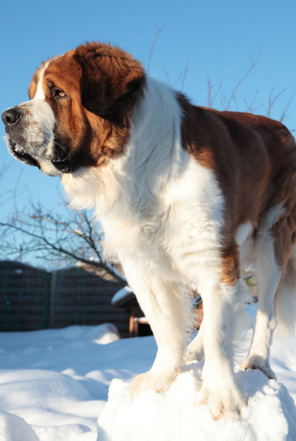 Accueillir un chiot Saint Bernard