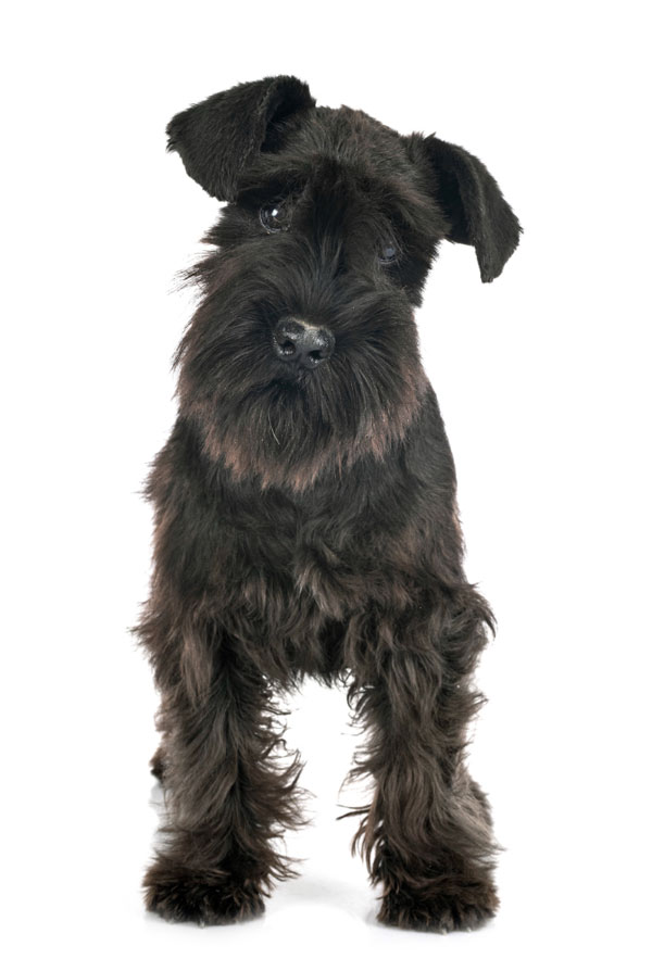 Accueillir un chiot Schnauzer
