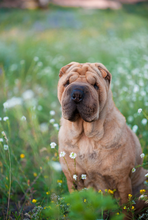 Accueillir un chiot Shar Pei