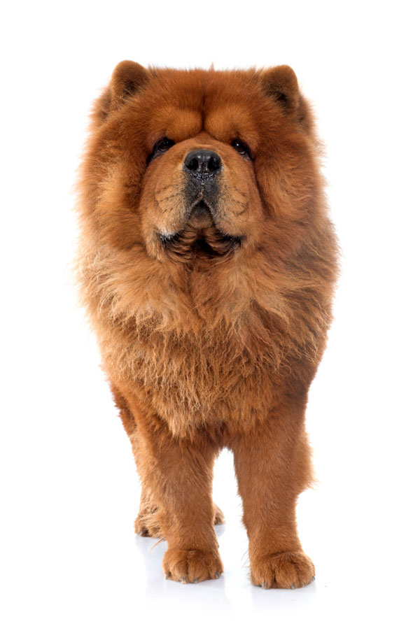 Activités physiques chiot Chow Chow
