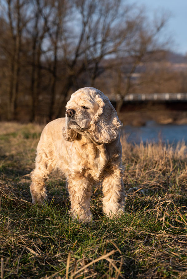 Activités physiques chiot Cocker Américain