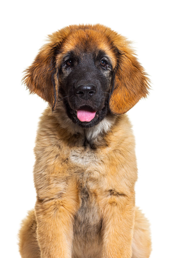 Activités physiques chiot Leonberg