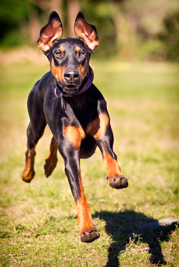 Activités physiques chiot Pinscher Allemand