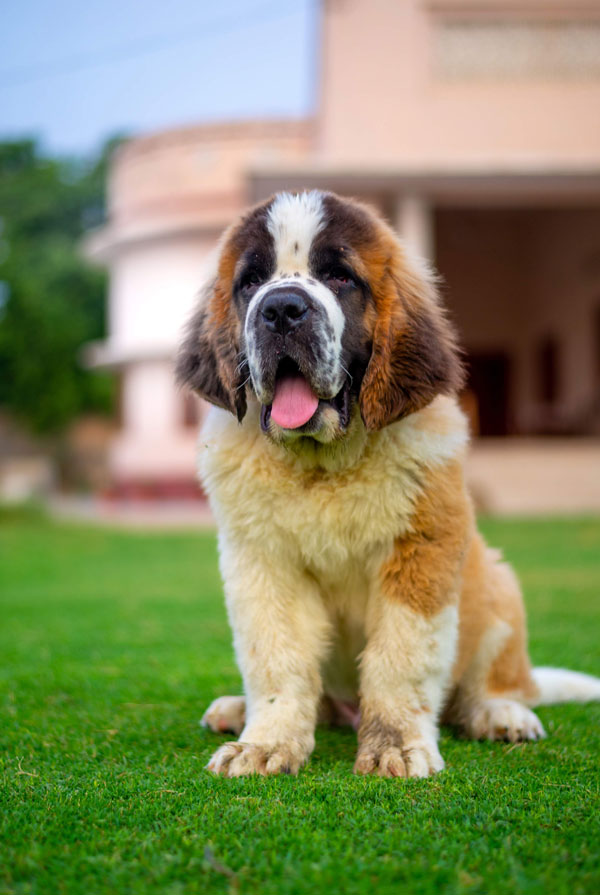 Activités physiques chiot Saint Bernard