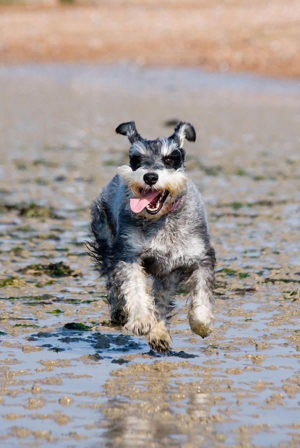 Activités physiques chiot Schnauzer