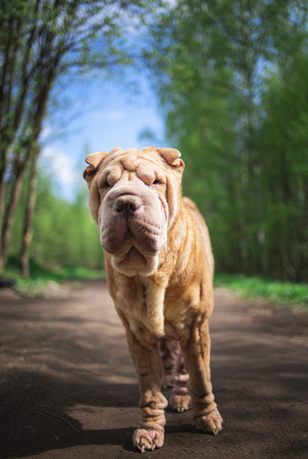 Activités physiques chiot Shar Pei