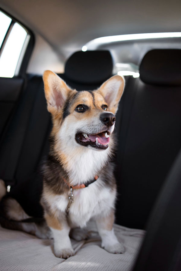 Activités physiques chiot Welsh Corgi