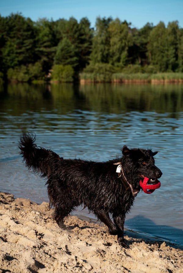 Chien qui se baigne et joue dans l'eau