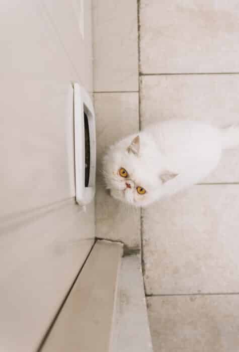 Chat qui suit son maitre au toilettes