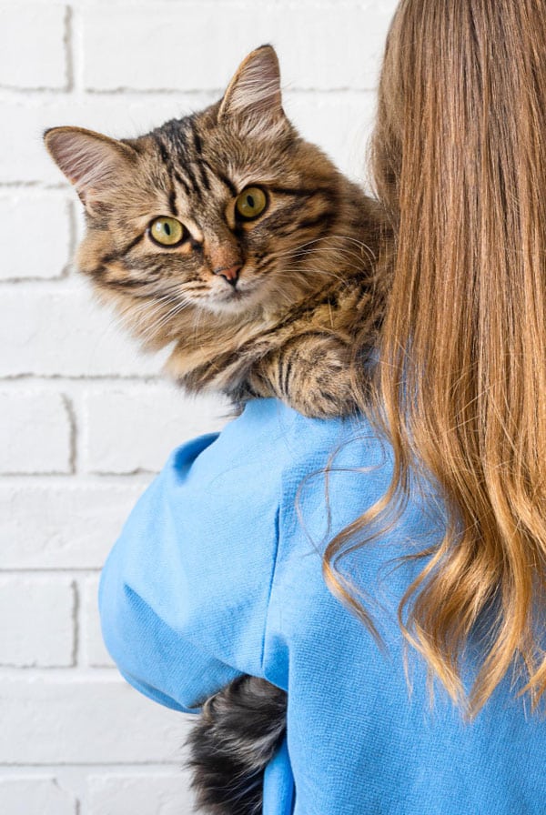 Chat chez le vétérinaire suite à une brûlure