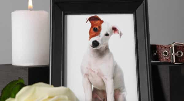 Cadre photo de son chien décédé