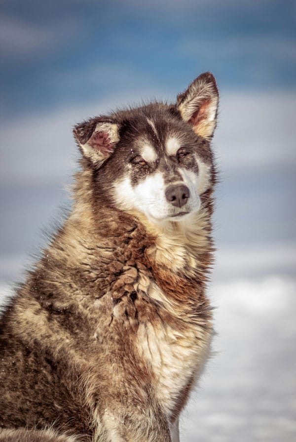 Caractéristiques physiques du Chien du Groenland