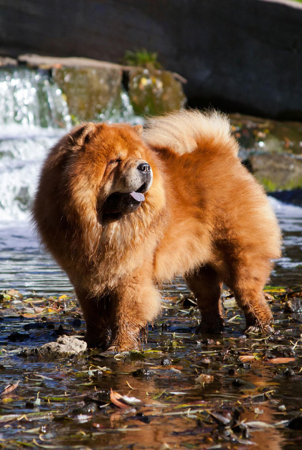 Caractéristiques physiques du Chow Chow