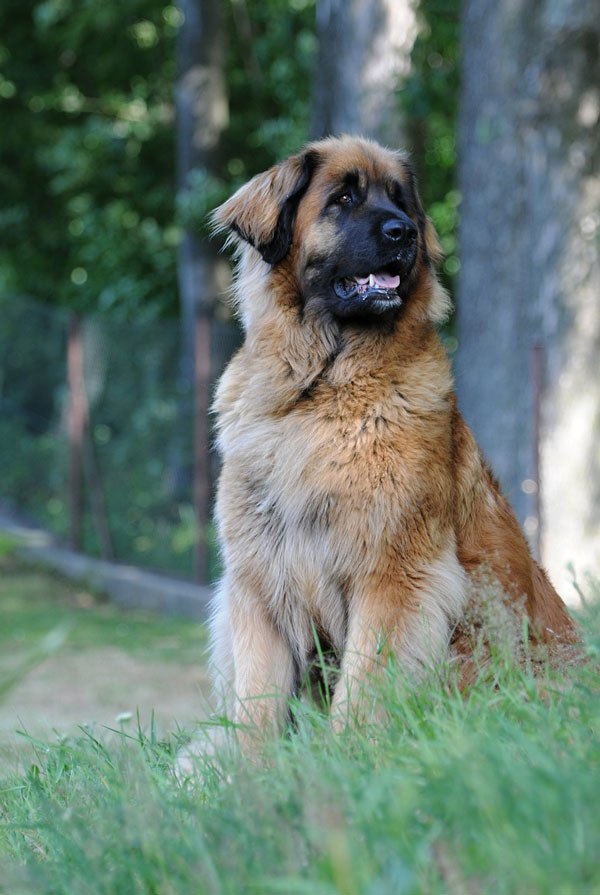 Caractéristiques physiques du Leonberg