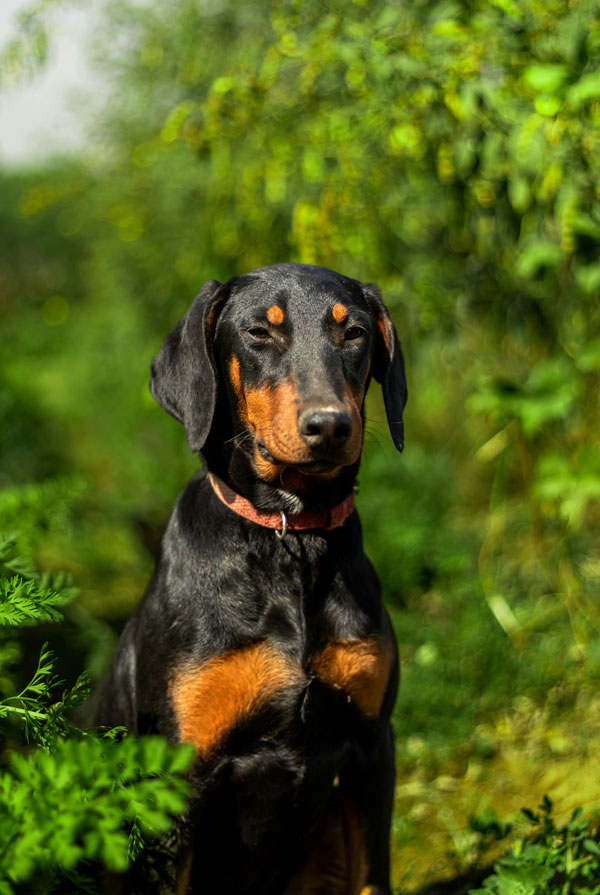 Caractéristiques physiques du Pinscher Allemand