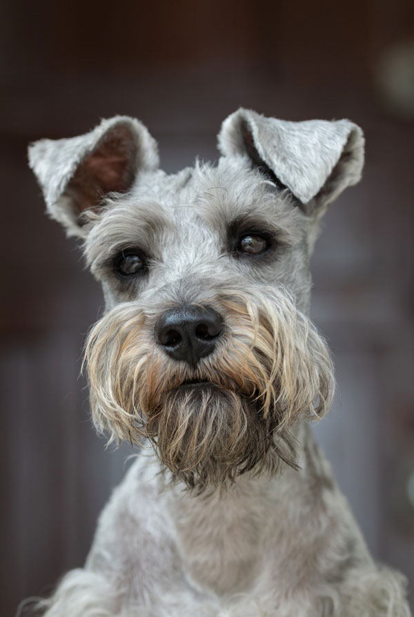 Caractéristiques physiques du Schnauzer
