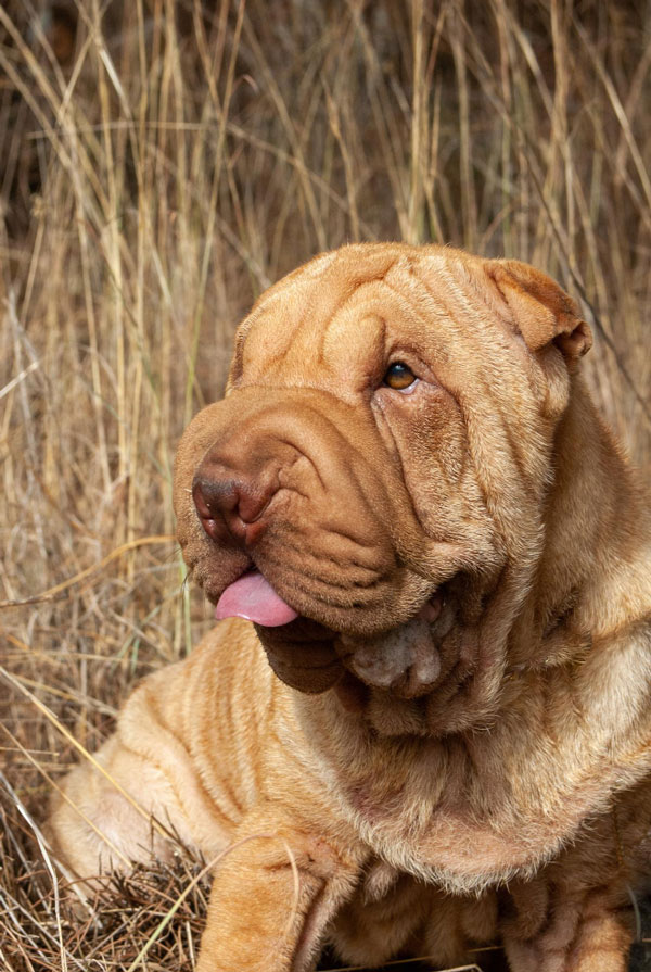 Caractéristiques physiques du Shar Pei