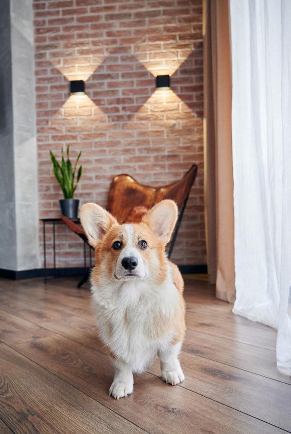 Caractéristiques physiques du Welsh Corgi