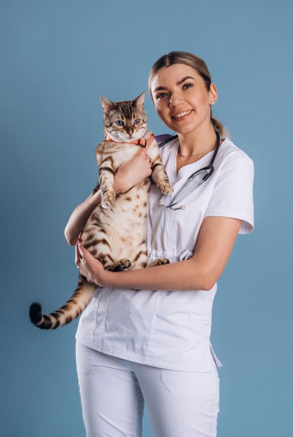 Chat avec une cervicalgie chez le vétérinaire