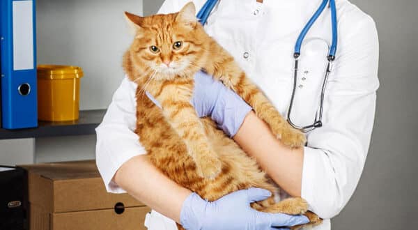 Chat roux chez le vétérinaire