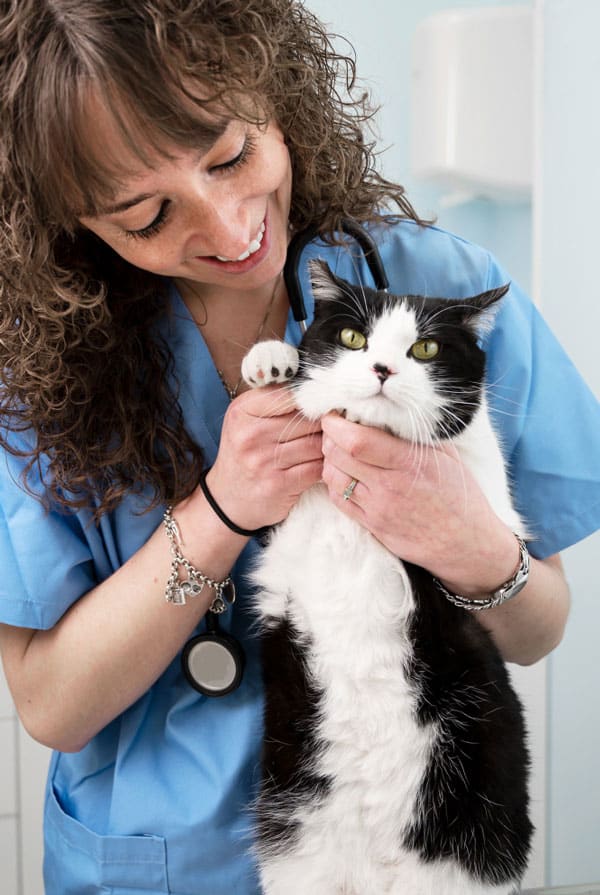 Chat en auscultation chez le vétérinaire