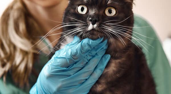 Chat parachute chez le vétérinaire