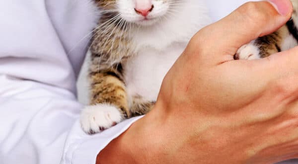 Chaton chez le vétérinaire