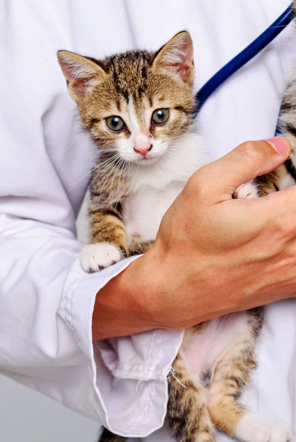 Chaton chez le vétérinaire