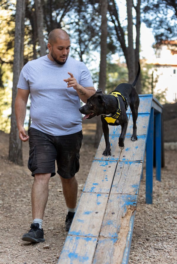 Chien pratiquant l'agility en pleine nature