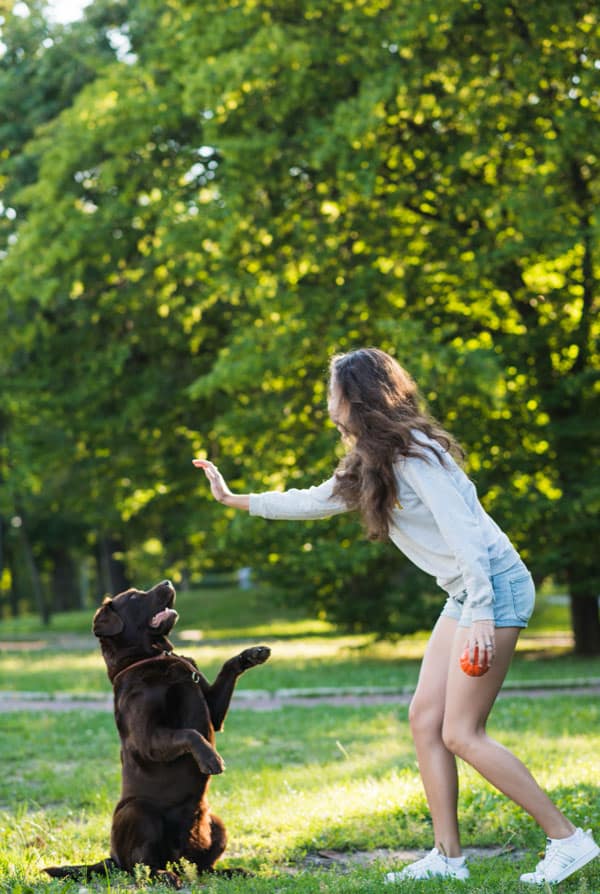 Chien qui joue pendant une promenade
