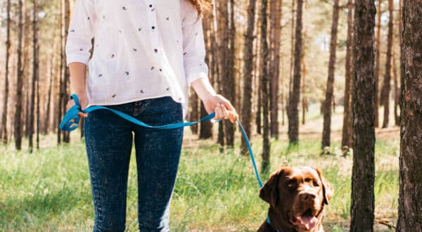 Chien type Labrador en garde