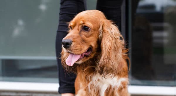 Chien type cocker avec son dog sitter