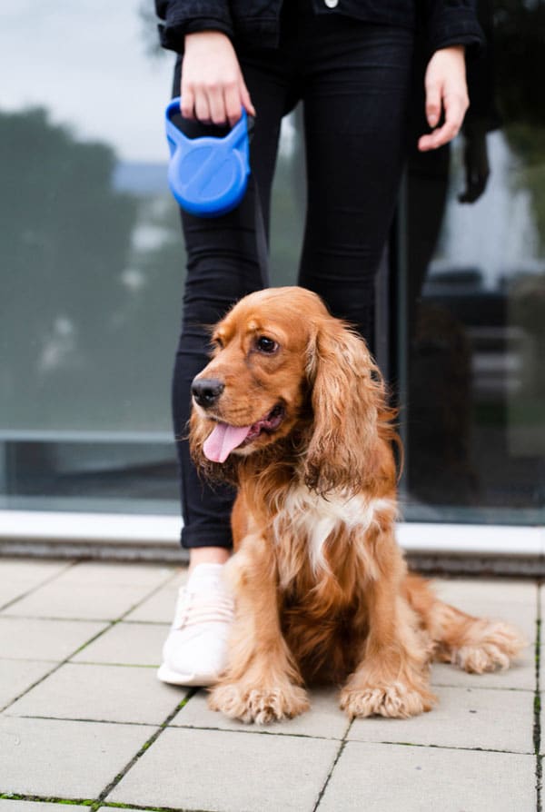 Chien type cocker avec son dog sitter
