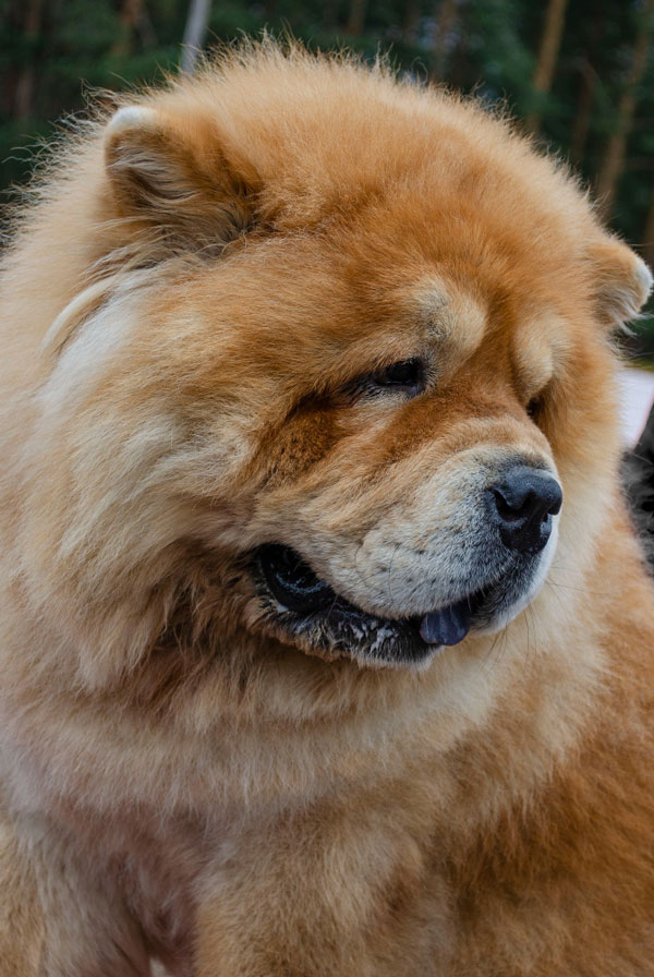 Comportement du Chow Chow