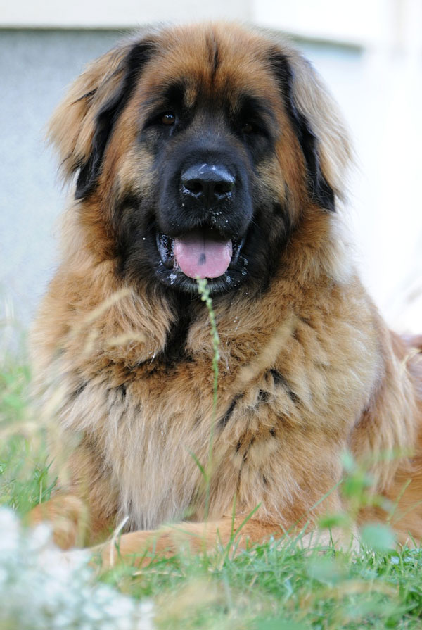 Comportement du Leonberg
