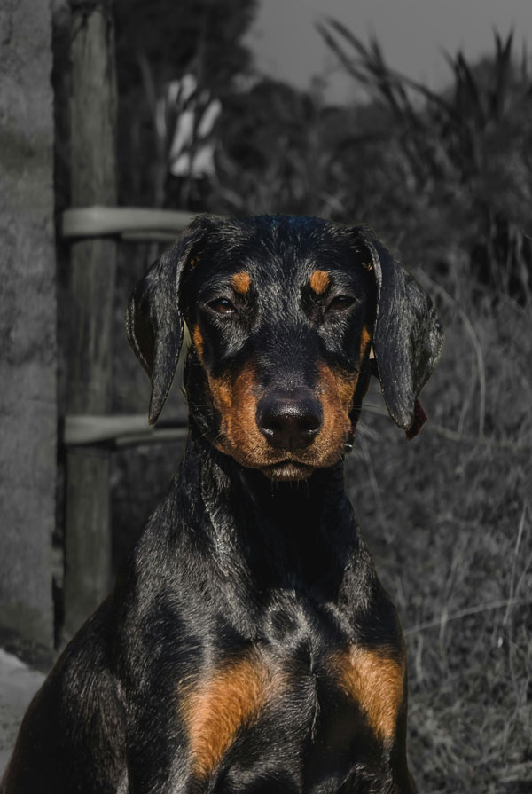 Comportement du Pinscher Allemand