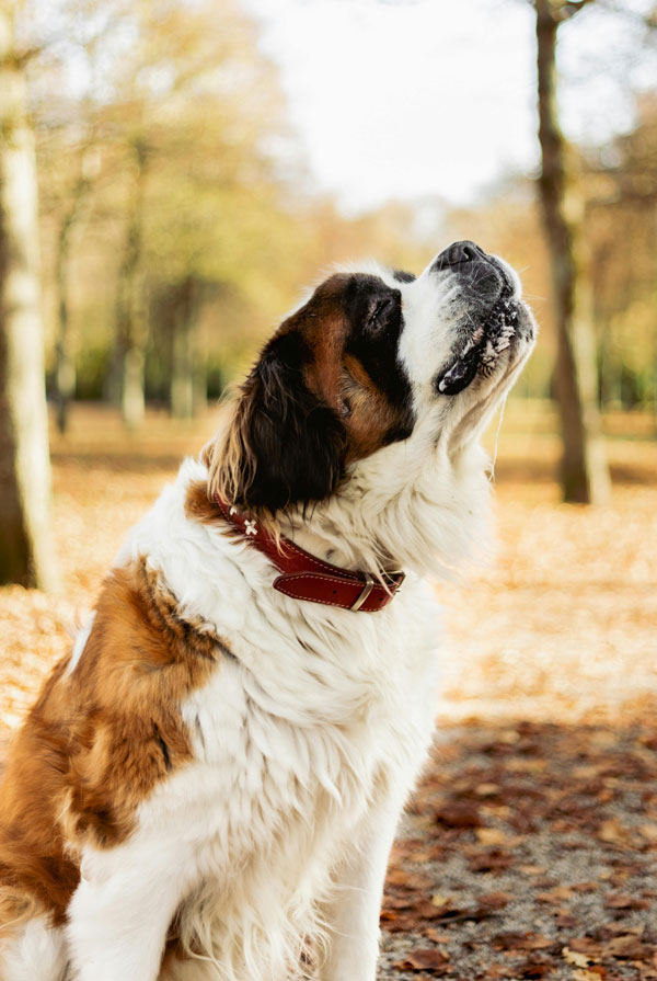 Comportement du Saint Bernard