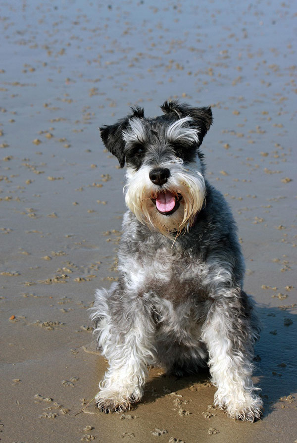 Comportement du Schnauzer
