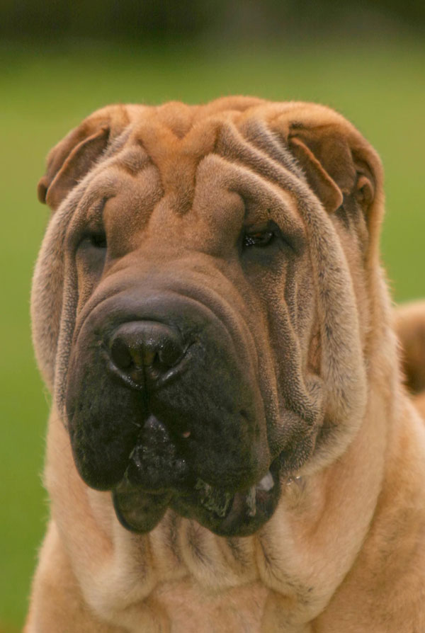 Comportement du Shar Pei
