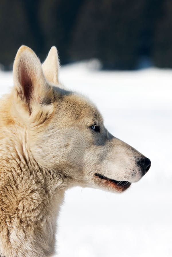 Cout d'entretien d'un Chien du Groenland