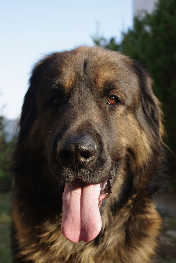 Cout d'entretien d'un Leonberg