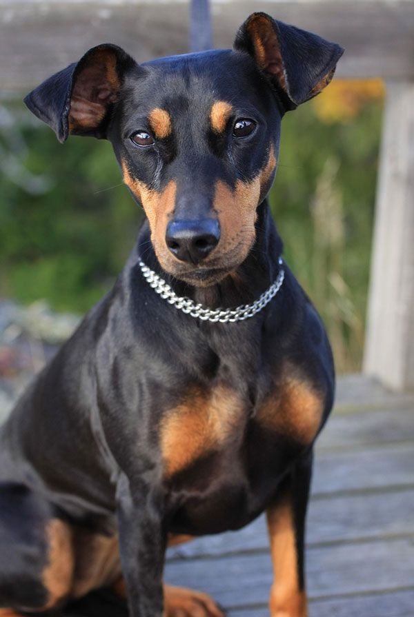 Cout d'entretien d'un Pinscher Allemand