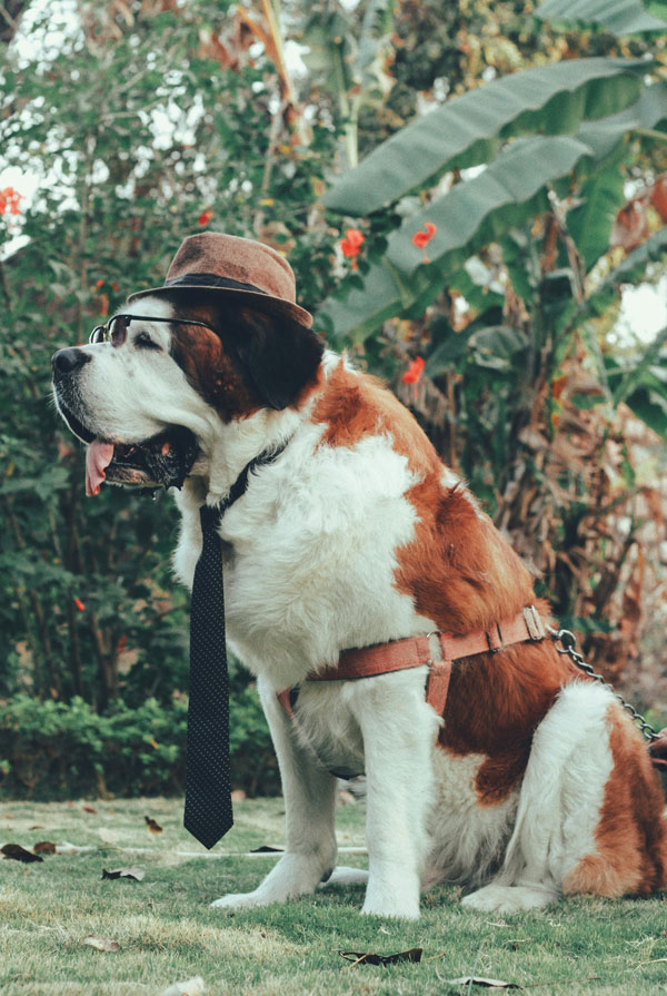 Cout d'entretien d'un Saint Bernard