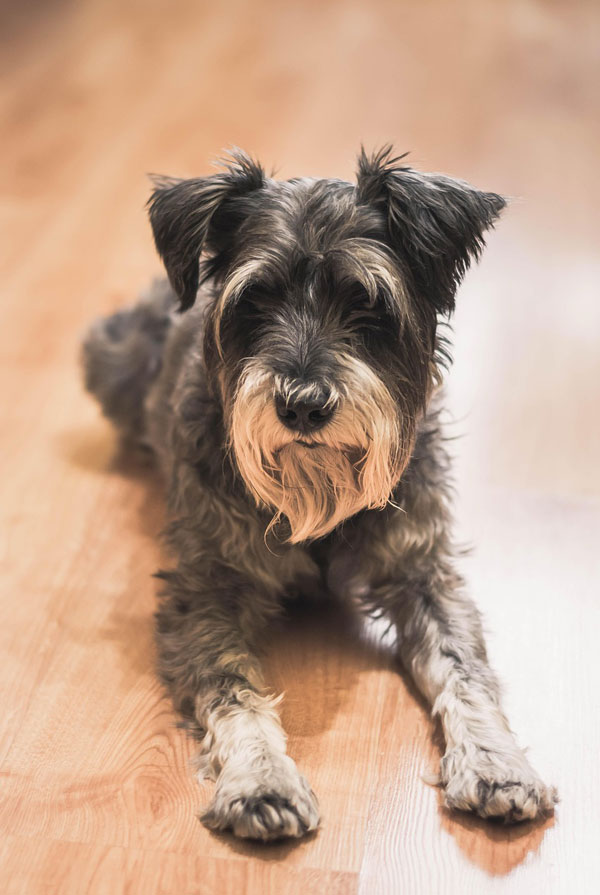 Cout d'entretien d'un Schnauzer