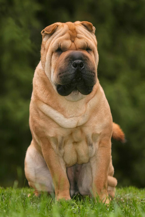 Cout d'entretien d'un Shar Pei