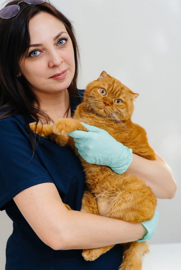 Chat avec une dent cassée chez le vétérinaire