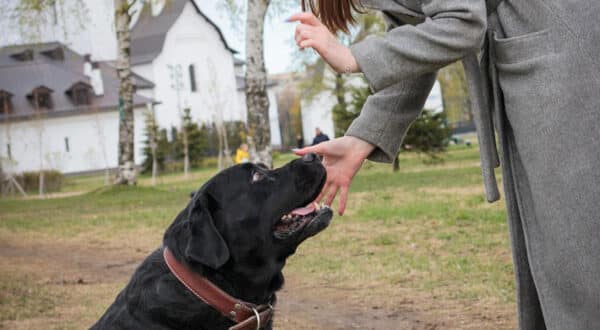 Chien avec son dog sitter