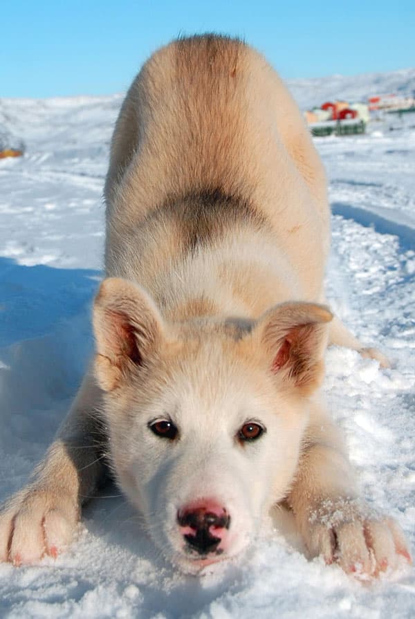Education du chiot Chien du Groenland